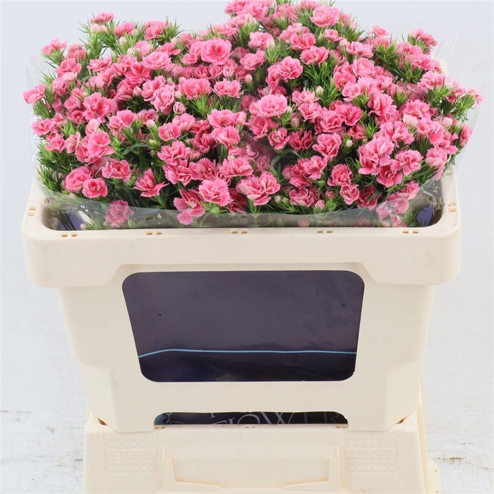 <h4>Dianthus Barbatus 'doblino Pink'</h4>