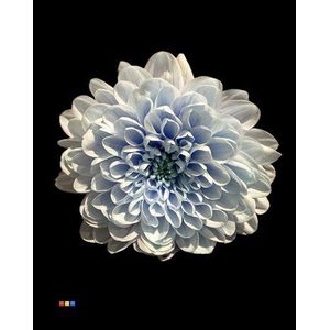 Chr T Altaj Delfts Blue