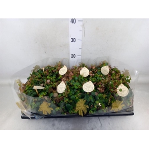 Peperomia  'Pepperspot'