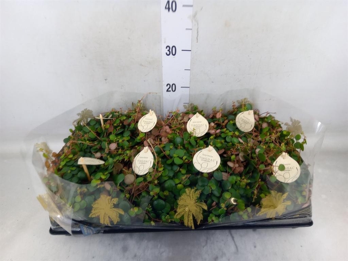 <h4>Peperomia  'Pepperspot'</h4>