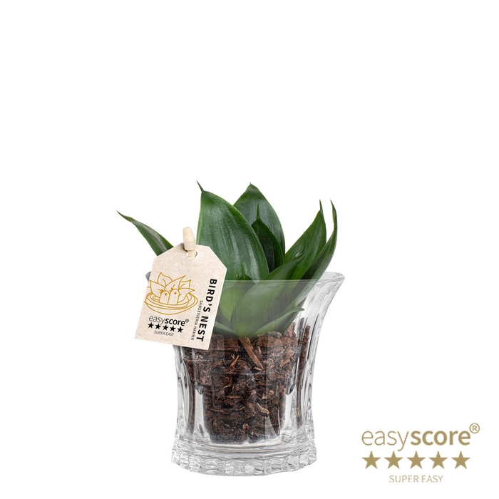 SANSEVIERIA TRIFASCIATA P12 CRYSTAL