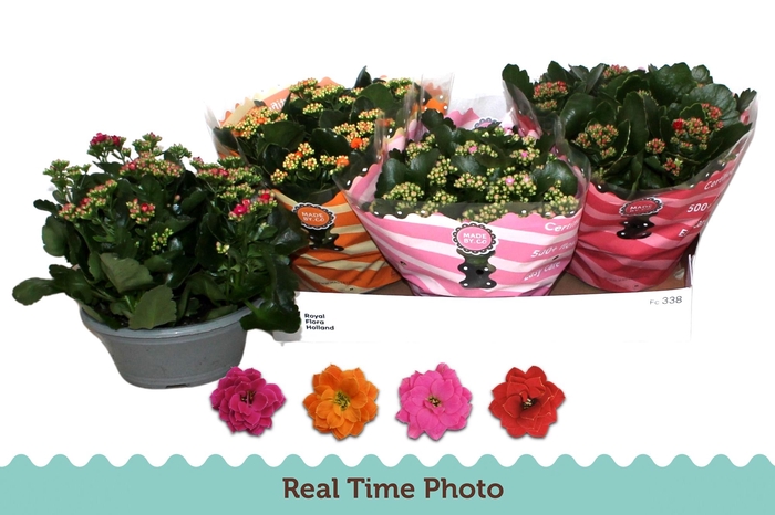 <h4>KAL GE GEM 4 KL</h4>