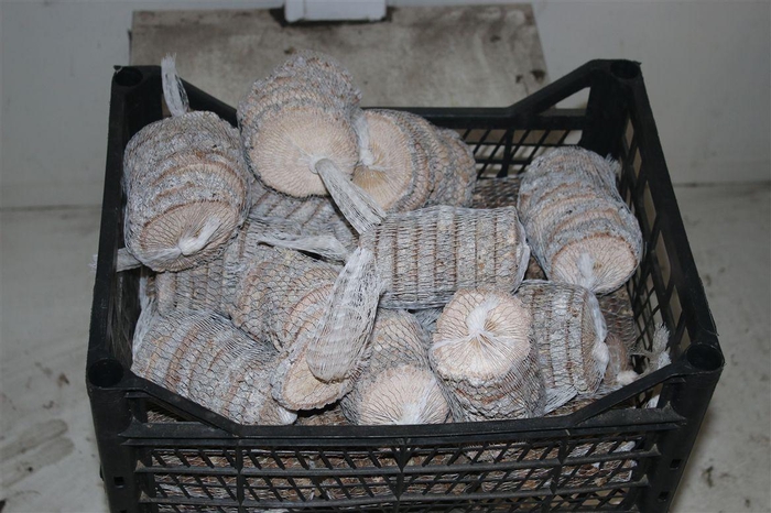 <h4>Houten Boomschijf In Netje ( 8 Pcs )</h4>