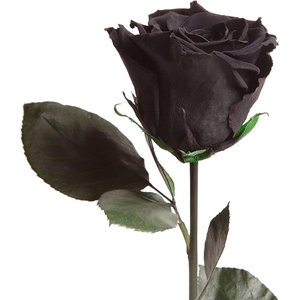 Rose éternelle noire