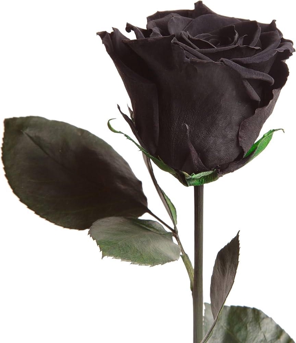 <h4>Rose éternelle noire</h4>