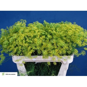 Anethum Graveolens