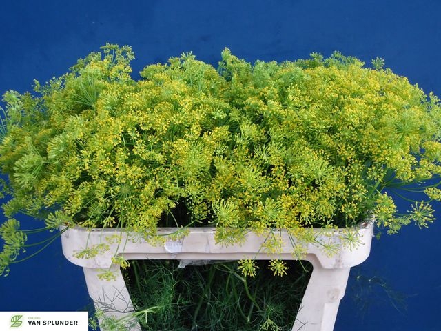 <h4>Anethum Graveolens</h4>