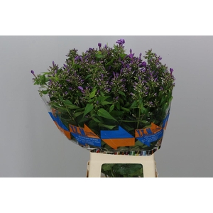 Phlox P Sky Eyes