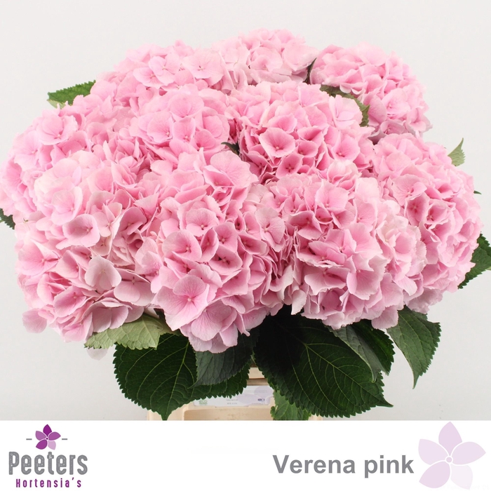 <h4>HYDR M CH VERENA</h4>