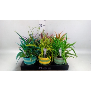 CHLOROPHYTUM 'OCEAN' MAKE UP