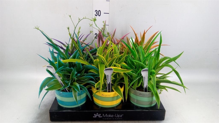 <h4>Chlorophytum com. 'Ocean'</h4>