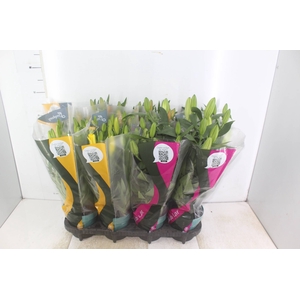 LIRIO VARIADO P15