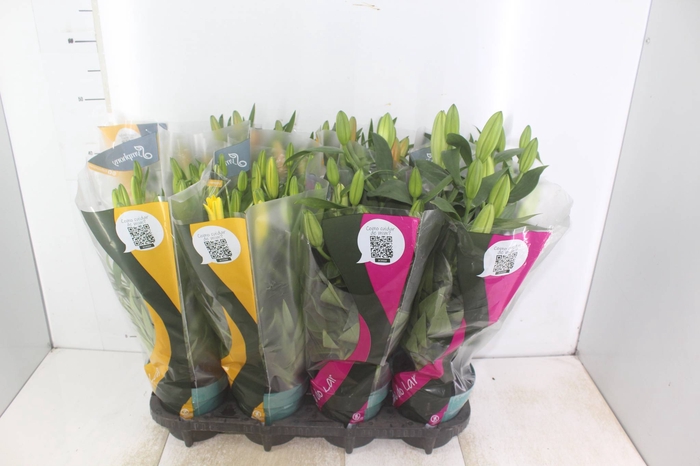 <h4>LIRIO VARIADO P15</h4>