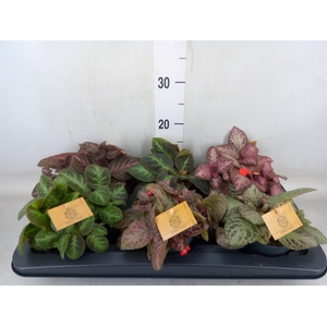 Episcia   ...
