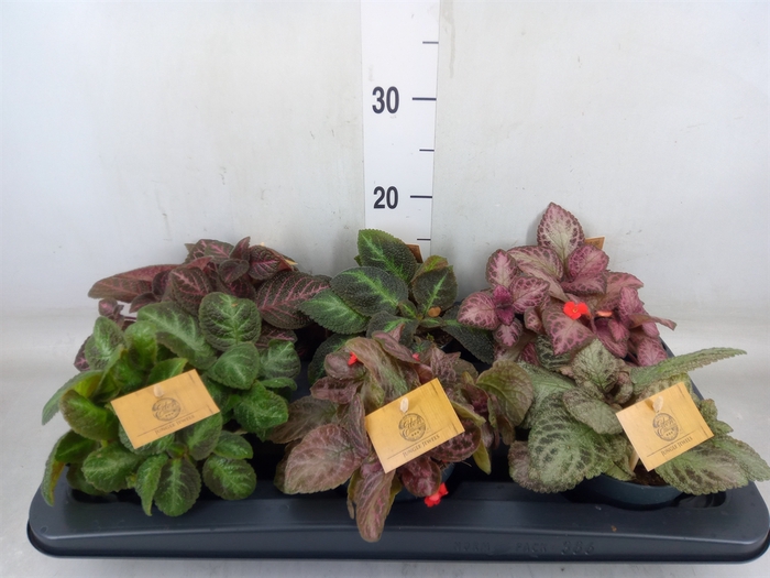 <h4>Episcia   ...</h4>
