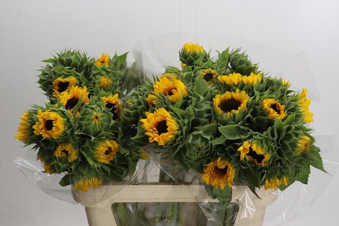 Helianthus Orange Fire