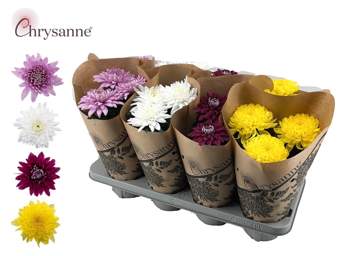 <h4>Chrysanne Zembla Mix Papieren hoes</h4>