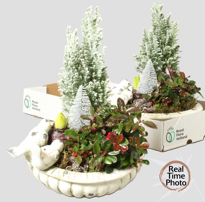 <h4>ARR TUINPLANTEN</h4>