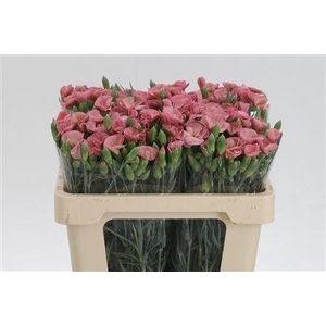 Di Te Solomio Antique Rose