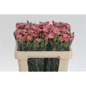 Di Te Solomio Antique Rose