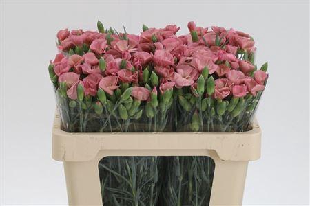 <h4>Di Te Solomio Antique Rose</h4>