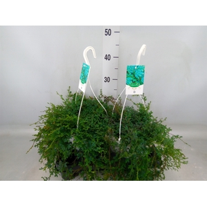 Selaginella uncinata 'Peacock'
