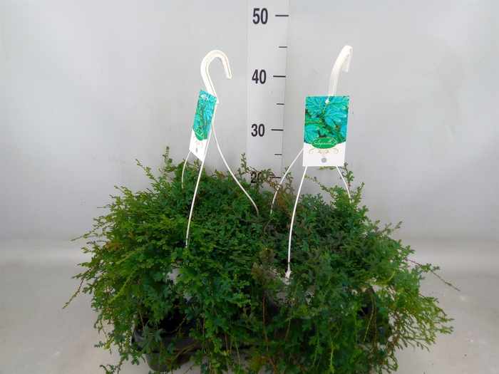 <h4>Selaginella uncinata 'Peacock'</h4>