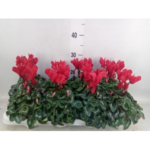 Cyclamen MD 'Allure'