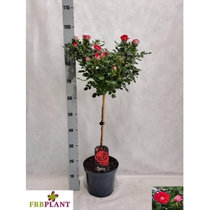 ROSA ST OV