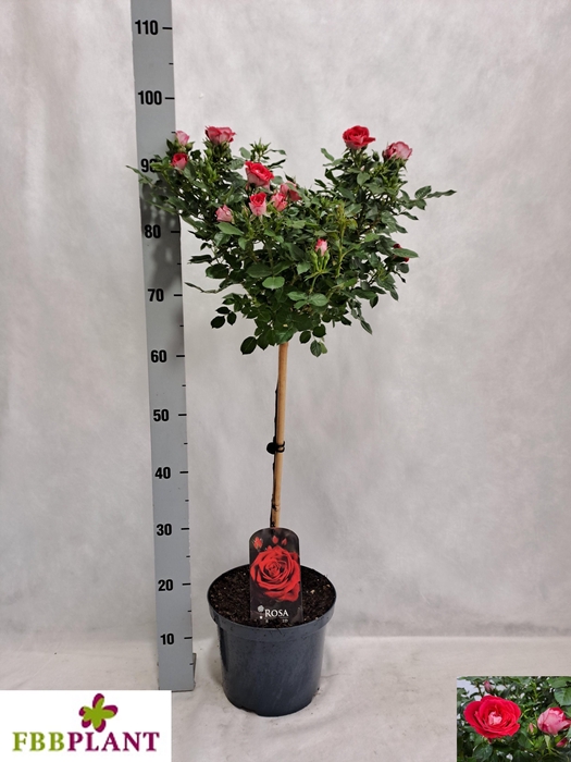 <h4>ROSA ST OV</h4>