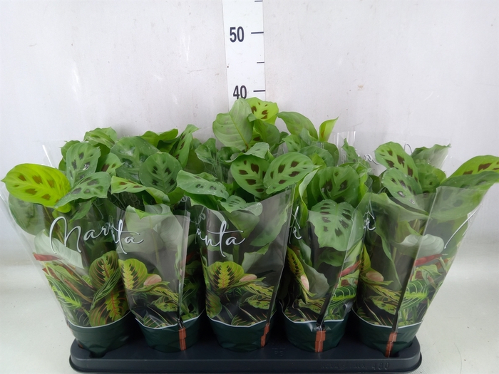 <h4>Maranta leuc. 'Kerchoveana'</h4>