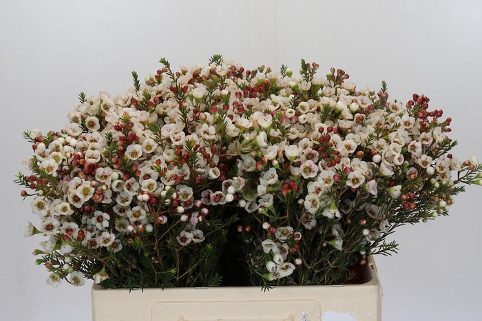 <h4>Chamelaucium Moonlight Delight</h4>