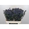 Eryngium Blue Dynamite