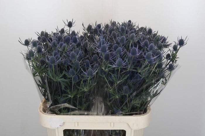 <h4>Eryngium Blue Dynamite</h4>