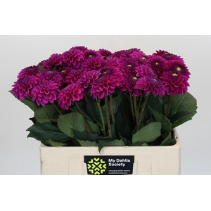 Dahlia Purple Fox