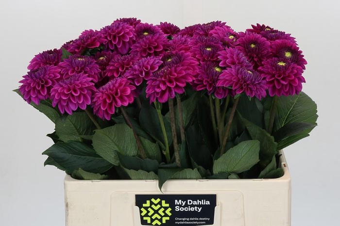 <h4>Dahlia Purple Fox</h4>