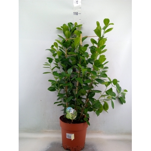 Ficus microcarpa 'Moclame'