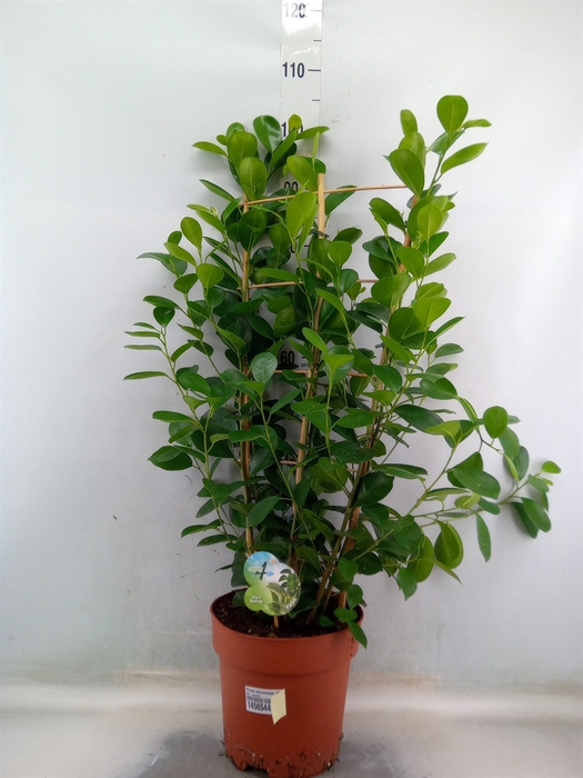 <h4>Ficus microcarpa 'Moclame'</h4>