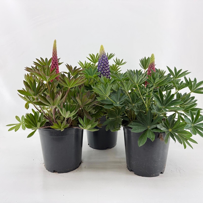 <h4>Lupine Legendary P23</h4>