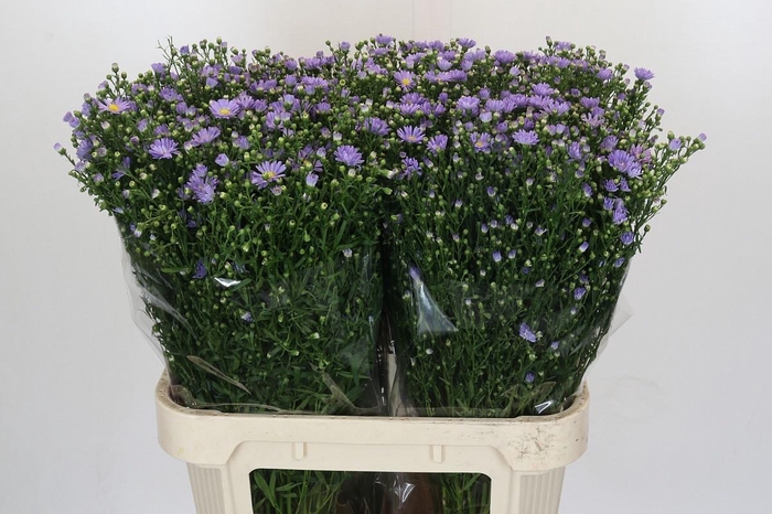 <h4>AST CASSANDRA</h4>