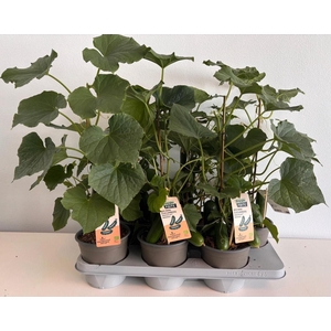 KOMKOMMERPLANTEN