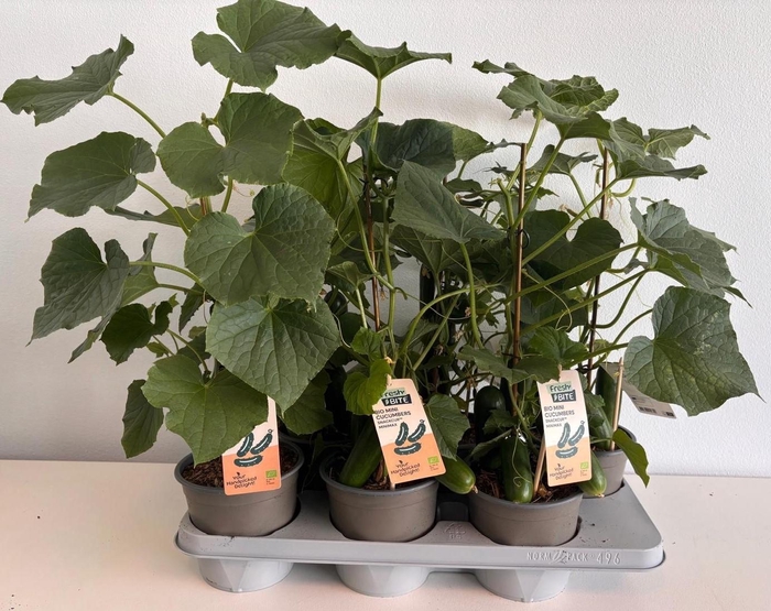 <h4>KOMKOMMERPLANTEN</h4>