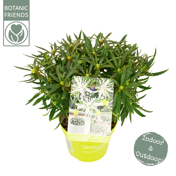 <h4>Azalea 'Starstyle White' ®</h4>
