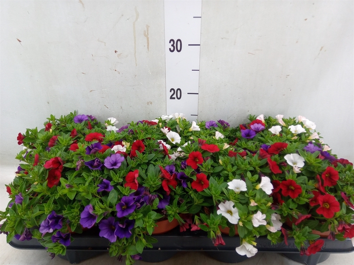 <h4>Calibrachoa  'Cabaret MM Cafe Pari'</h4>