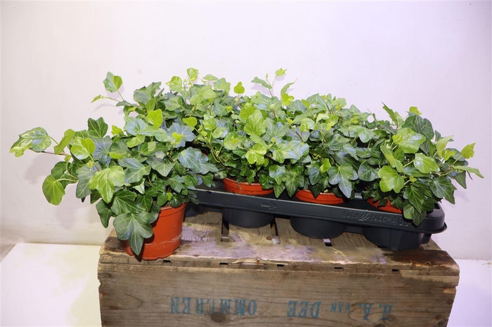 <h4>Hed He Wonder</h4>