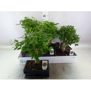 Bonsai   ...mix