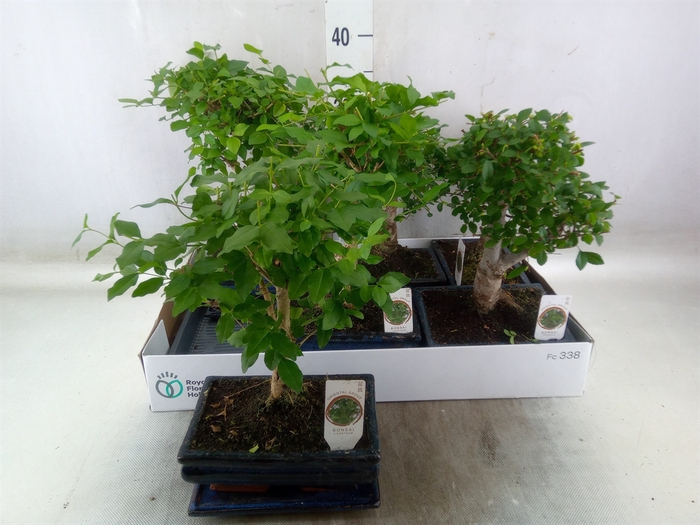 <h4>Bonsai   ...mix</h4>