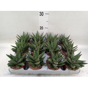 xGasterhaworthia  'Royal Highness'