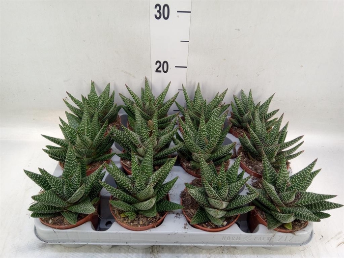 <h4>xGasterhaworthia  'Royal Highness'</h4>