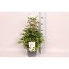 vaste planten 19 cm  Anemone Ruffles Swan